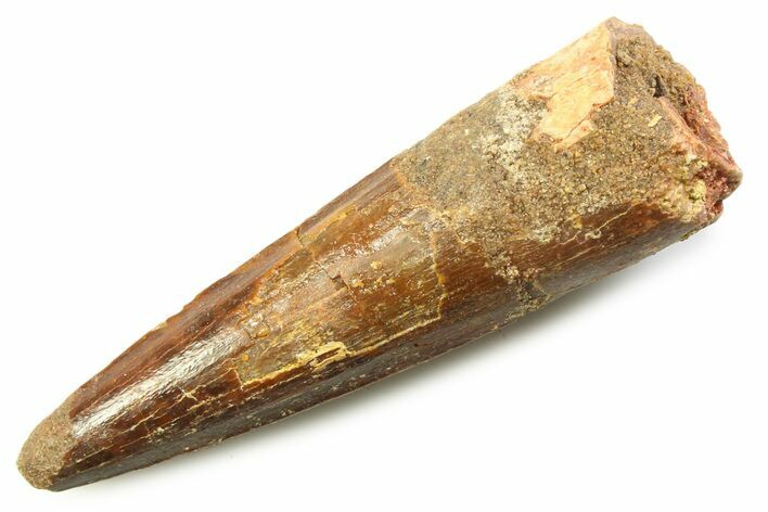 Fossil Spinosaurus Tooth - Real Dinosaur Tooth #357735